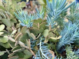 Wengemuth Landschaftsarchitektur